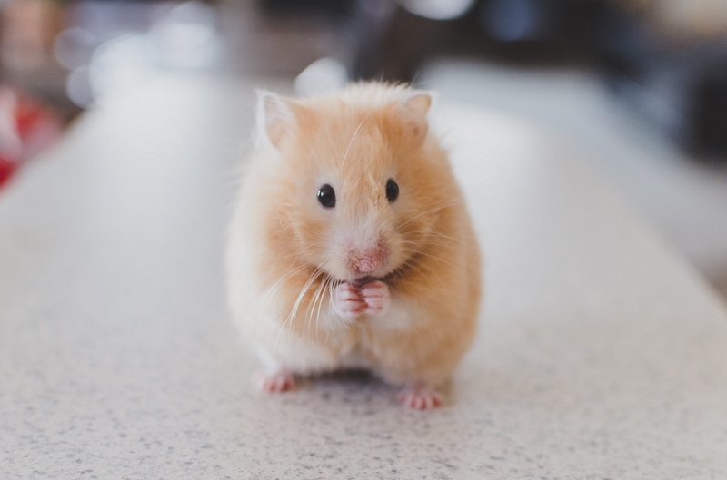 Hamster as a pet