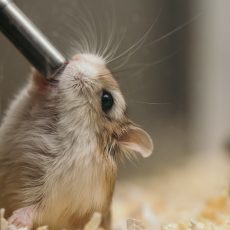 Water bottle or Water dish: Which is Best for your Hamster?