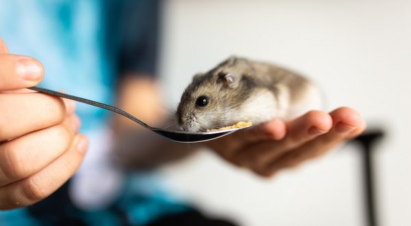 feeding hamster
