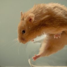 Important things to consider before owning a hamster as a pet