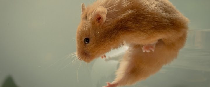 hamster as a pet