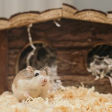 How to Setup Your Hamster’s Cage