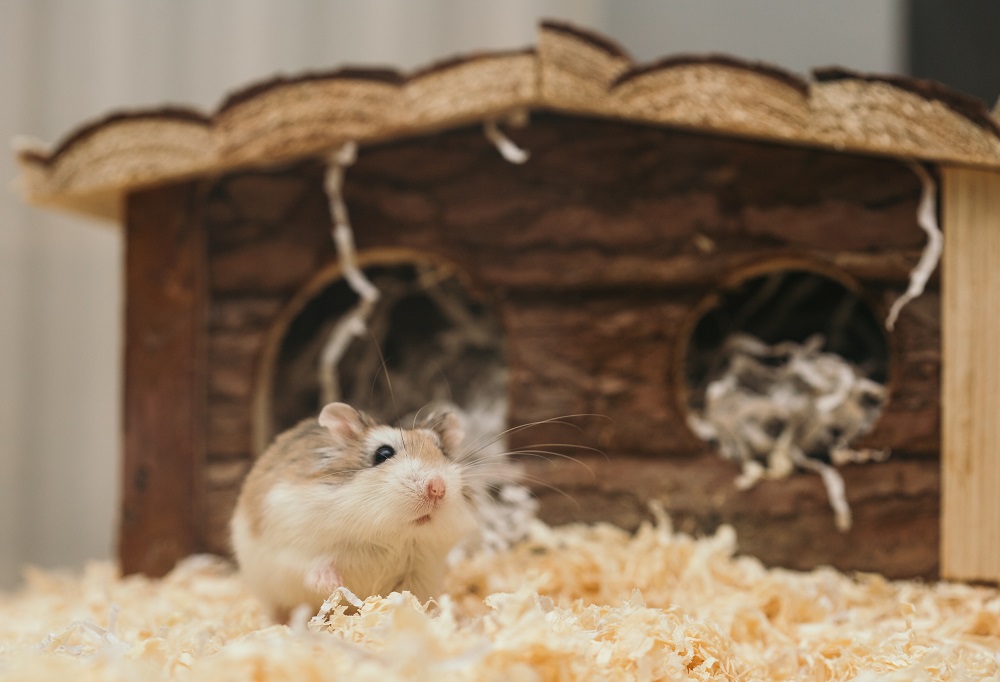 10. Proper bedding material is crucial for a happy and healthy hamster home.